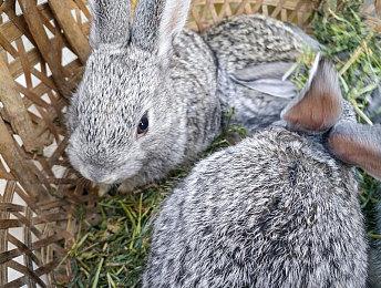 开发者认为PS5 Pro不会拓宽市场 升级尚早